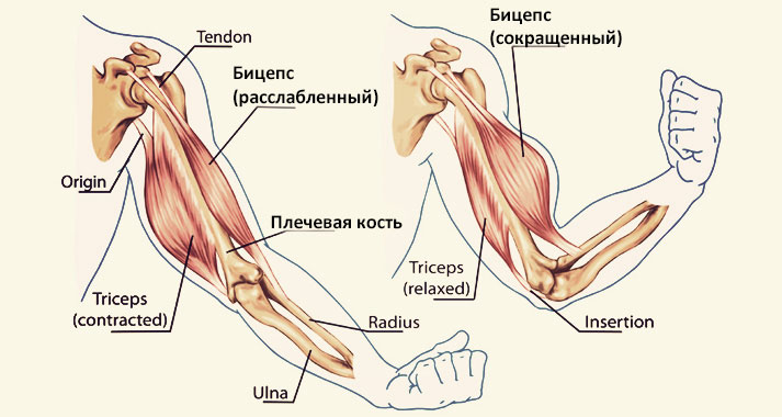 Анатомическое строение мышц рук