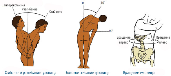 Функции мышц кора