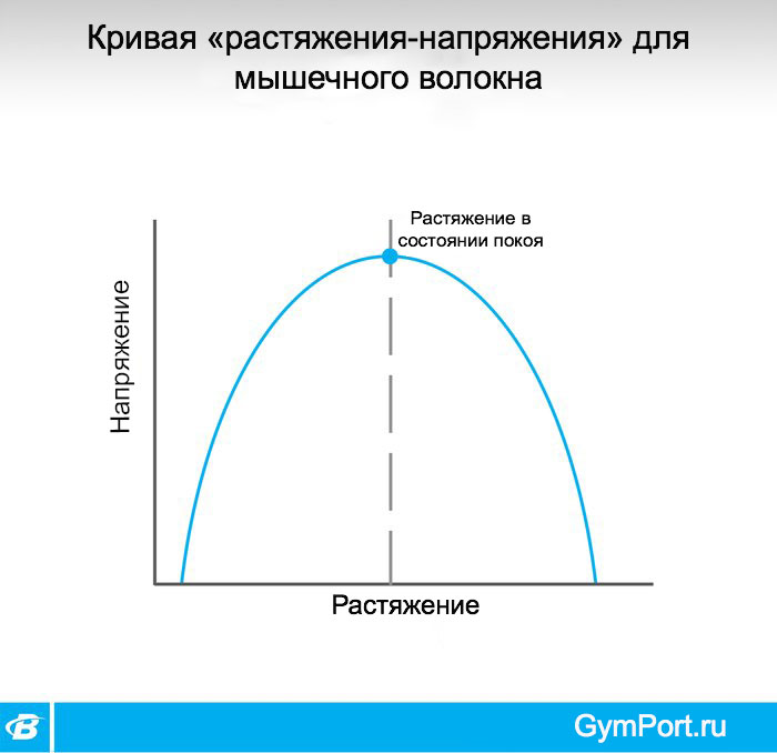 Растяжение и сокращение трицепса