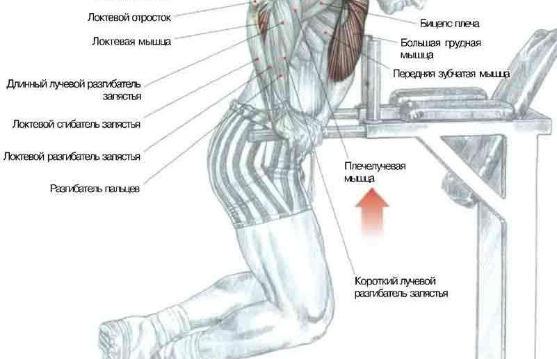 Отжимания от брусьев