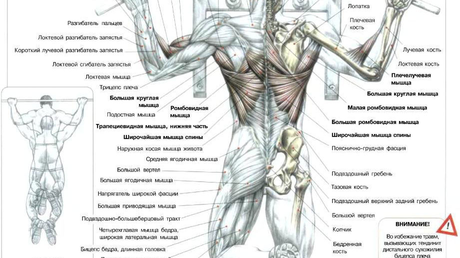 Подтягивания на турнике
