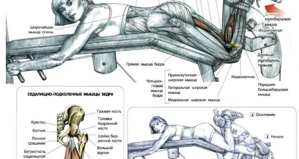 Сгибание ног в тренажере