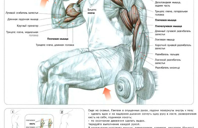 Подъем гантелей на бицепс